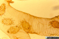 Acarapis vagans