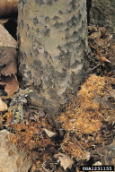 Saperda carcharias