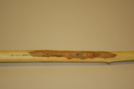 Chalara fraxinea