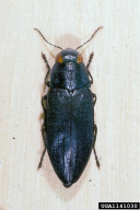 Melanophila cyanea