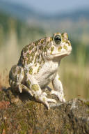 Bufo viridis