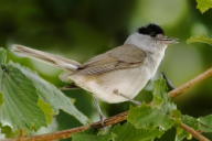 Sylvia atricapilla
