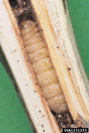 Sciapteron tabaniformis