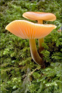 Flammulina velutipes