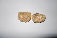 Sparassis crispa