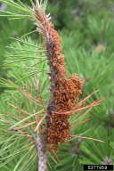 Acantholyda hieroglyphica