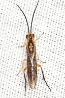 Nematus tibialis