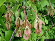Acer negundo