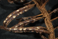 Aecidium elatinum