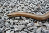 Anguis fragilis