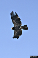 Aquila chrysaetos