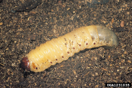 Oryctes nasicornis