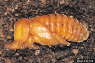 Oryctes nasicornis