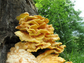 Laetiporus sulphureus
