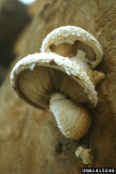 Pholiota destruens