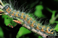Phalera bucephala