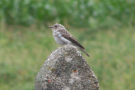 Muscicapa striata