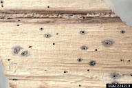 Xyleborus germanus