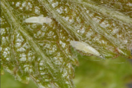 Scaphoideus titanus