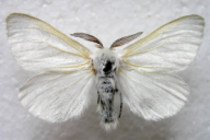 Leucoma salicis