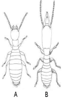 Reticulitermes lucifugus
