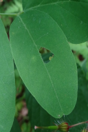 Nematus tibialis