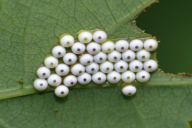 Phalera bucephala