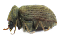 Anobium punctatum