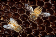 Apis mellifera