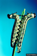 Neodiprion sertifer