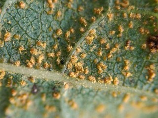 Melampsoridium hiratsukanum
