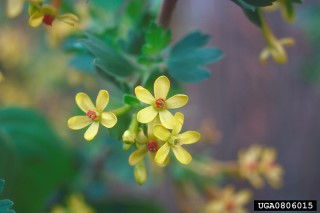 Ribes aureum
