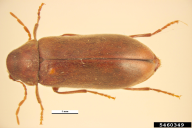 Ernobius mollis