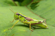 Miramella alpina