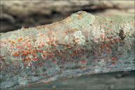 Eutypella quaternata