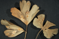 Aecidium aquilegiae