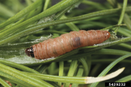 Zeiraphera diniana