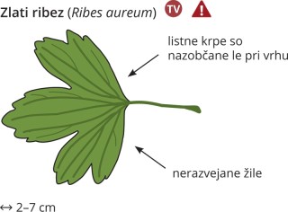 Ribes aureum