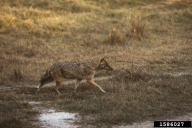 Canis aureus