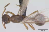 Myrmica ruginodis