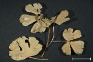 Aecidium aquilegiae
