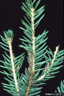 Zeiraphera diniana