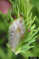 Sacchiphantes viridis