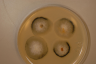 Chalara fraxinea