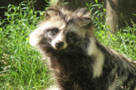 Nyctereutes procyonoides