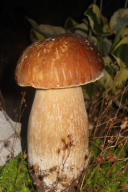 Podatki o sliki, izvirna velikost.