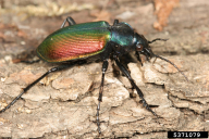 Calosoma sycophanta