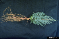 Agrobacterium tumefaciens