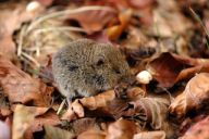 Clethrionomys glareolus