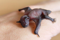 Pipistrellus pipistrellus